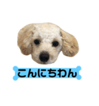 ごんた（個別スタンプ：1）