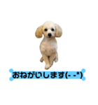 ごんた（個別スタンプ：5）