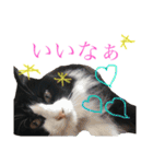 ねこびい（個別スタンプ：13）