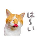 かわいいチャコちゃんと家族達[実写犬猫]（個別スタンプ：1）