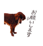 かわいいチャコちゃんと家族達[実写犬猫]（個別スタンプ：2）