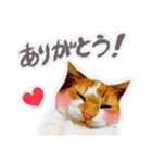 かわいいチャコちゃんと家族達[実写犬猫]（個別スタンプ：3）