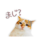 かわいいチャコちゃんと家族達[実写犬猫]（個別スタンプ：5）