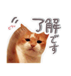 かわいいチャコちゃんと家族達[実写犬猫]（個別スタンプ：6）