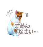 かわいいチャコちゃんと家族達[実写犬猫]（個別スタンプ：7）
