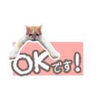 かわいいチャコちゃんと家族達[実写犬猫]（個別スタンプ：8）