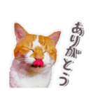 かわいいチャコちゃんと家族達[実写犬猫]（個別スタンプ：9）