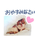 かわいいチャコちゃんと家族達[実写犬猫]（個別スタンプ：12）