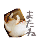 かわいいチャコちゃんと家族達[実写犬猫]（個別スタンプ：13）
