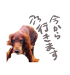 かわいいチャコちゃんと家族達[実写犬猫]（個別スタンプ：14）