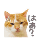 かわいいチャコちゃんと家族達[実写犬猫]（個別スタンプ：16）