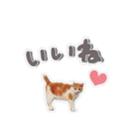 かわいいチャコちゃんと家族達[実写犬猫]（個別スタンプ：17）