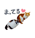 かわいいチャコちゃんと家族達[実写犬猫]（個別スタンプ：18）