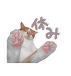かわいいチャコちゃんと家族達[実写犬猫]（個別スタンプ：19）