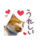 かわいいチャコちゃんと家族達[実写犬猫]（個別スタンプ：20）