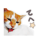 かわいいチャコちゃんと家族達[実写犬猫]（個別スタンプ：21）