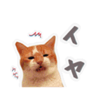 かわいいチャコちゃんと家族達[実写犬猫]（個別スタンプ：22）