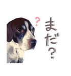 かわいいチャコちゃんと家族達[実写犬猫]（個別スタンプ：25）
