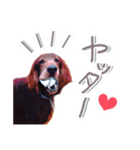 かわいいチャコちゃんと家族達[実写犬猫]（個別スタンプ：27）