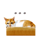 かわいいチャコちゃんと家族達[実写犬猫]（個別スタンプ：28）