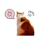 かわいいチャコちゃんと家族達[実写犬猫]（個別スタンプ：29）