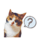 かわいいチャコちゃんと家族達[実写犬猫]（個別スタンプ：30）