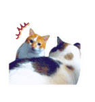 かわいいチャコちゃんと家族達[実写犬猫]（個別スタンプ：31）