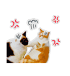 かわいいチャコちゃんと家族達[実写犬猫]（個別スタンプ：32）
