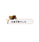 かわいいチャコちゃんと家族達[実写犬猫]（個別スタンプ：35）