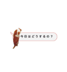 かわいいチャコちゃんと家族達[実写犬猫]（個別スタンプ：36）