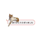 かわいいチャコちゃんと家族達[実写犬猫]（個別スタンプ：37）