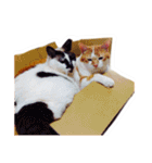 かわいいチャコちゃんと家族達[実写犬猫]（個別スタンプ：38）