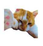 かわいいチャコちゃんと家族達[実写犬猫]（個別スタンプ：39）