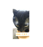 あじさん（個別スタンプ：1）