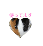 モルモットのモコ.スタンプ3（個別スタンプ：3）