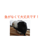 モルモットのモコ.スタンプ3（個別スタンプ：5）