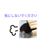 モルモットのモコ.スタンプ3（個別スタンプ：6）