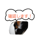 モルモットのモコ.スタンプ3（個別スタンプ：9）