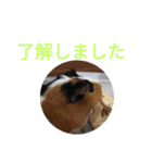 モルモットのモコ.スタンプ3（個別スタンプ：10）