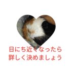 モルモットのモコ.スタンプ3（個別スタンプ：11）