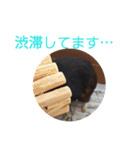 モルモットのモコ.スタンプ3（個別スタンプ：12）