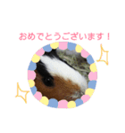 モルモットのモコ.スタンプ3（個別スタンプ：15）