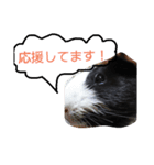 モルモットのモコ.スタンプ3（個別スタンプ：16）