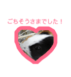 モルモットのモコ.スタンプ3（個別スタンプ：21）