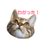 たちつてとむたろう（個別スタンプ：2）