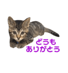 たちつてとむたろう（個別スタンプ：11）