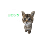 たちつてとむたろう（個別スタンプ：12）