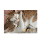 我が家の猫達〜仲良し編〜（個別スタンプ：5）