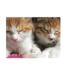 我が家の猫達〜仲良し編〜（個別スタンプ：6）