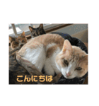 我が家の猫達〜仲良し編〜（個別スタンプ：7）